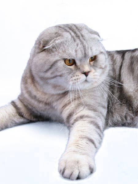 Шотландская вислоухая кошка или скоттиш-фолд Шотландская вислоухая кошка или скоттиш-фолд