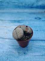 Lithops sp. (Литопсы)