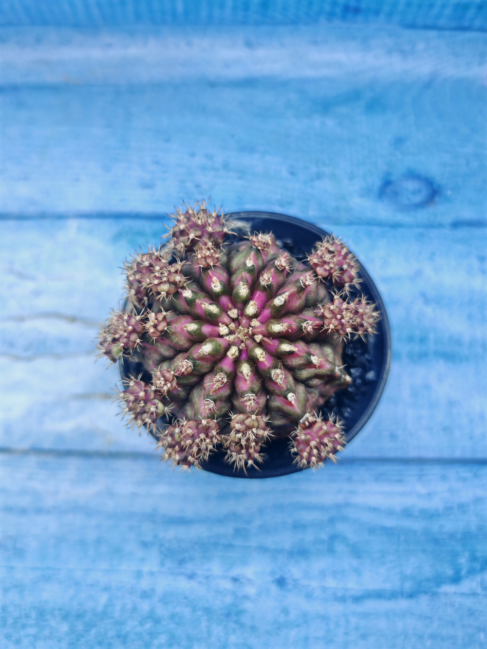Gymnocalycium T-Rex Pink hybrid (Гимнокалициум)