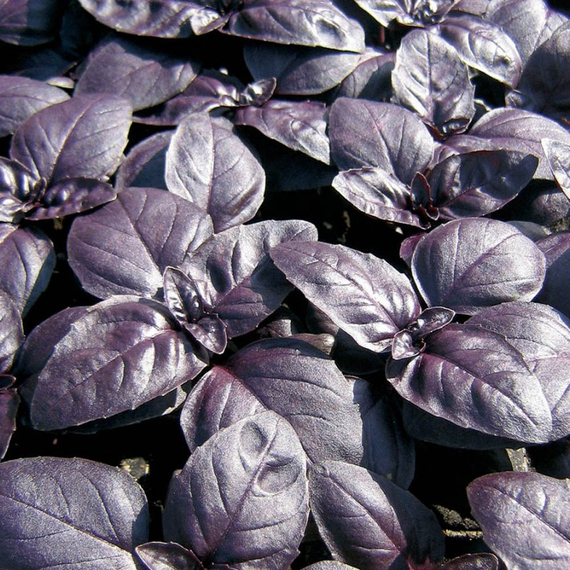 Вайолет семена базилика (Seminis / Семинис) – фото 1