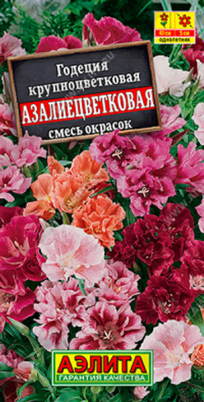 Годеция азалиецветковая махровая, смесь сортов