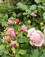 Роза Алан Тичмарш Rosa Alan Titchmarsh