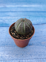 Euphorbia Obesa (Эуфорбия)