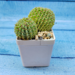 Notocactus Buiningii (Нотокактус)