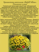 Хризантема Скайфол Желтый ампельная