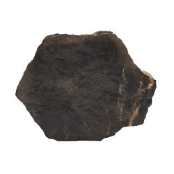 Окаменелое дерево (10,2*9,2*3,0 см)