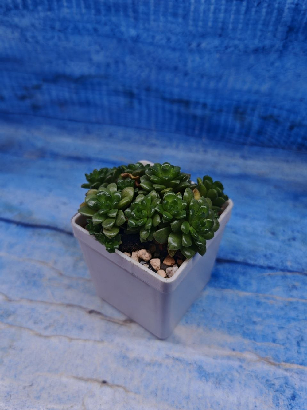 Graptosedum Little Gimmie (Граптоседум)