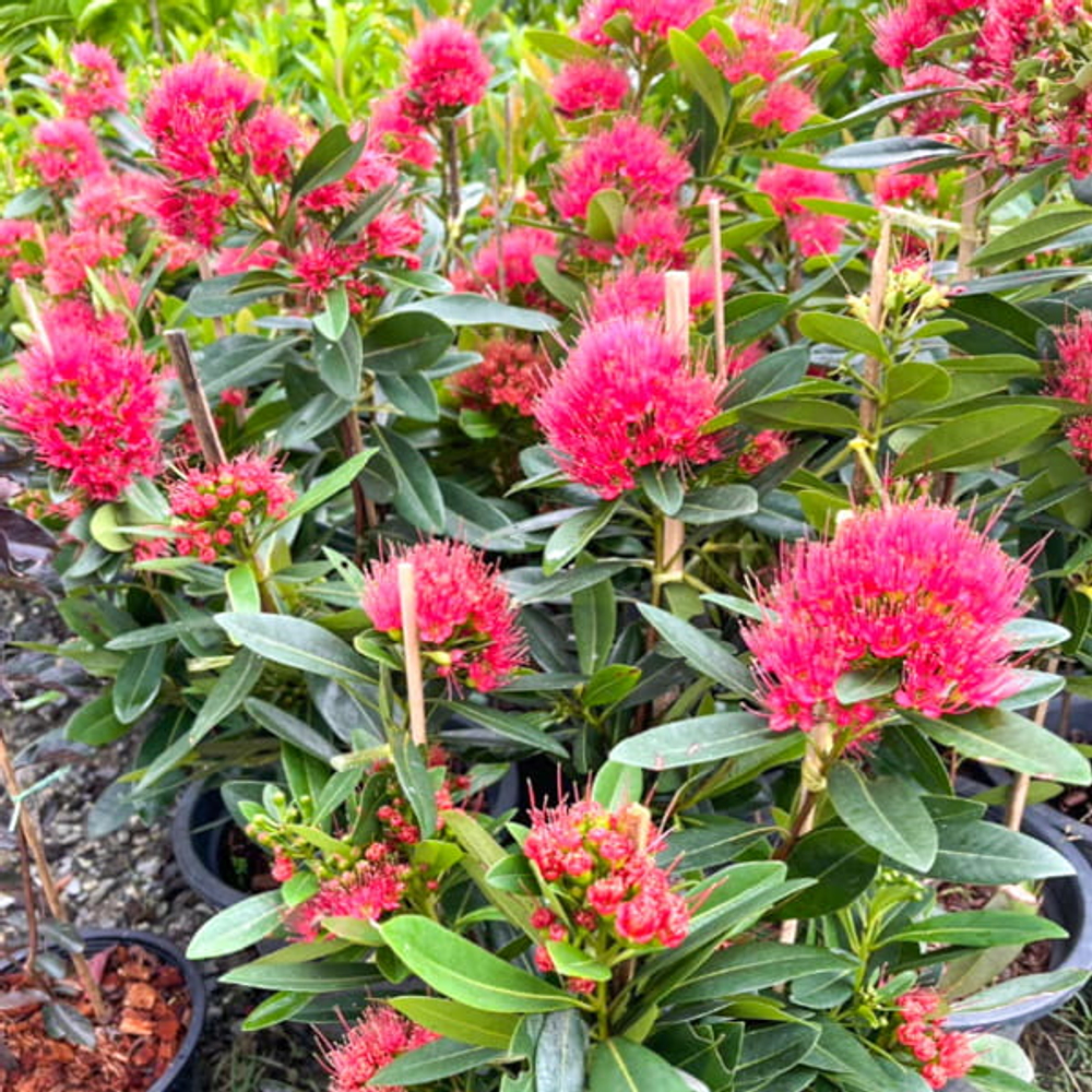 Ксантостемон розовый – Xanthostemon pink (27)
