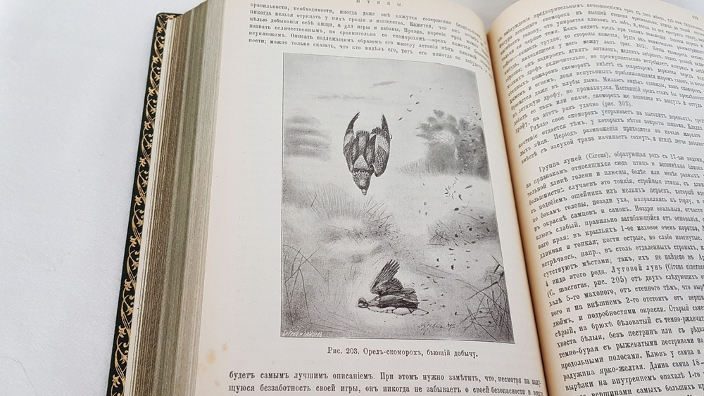 "Птицы". М.А.Мензбир. 1918г. - антикварное издание