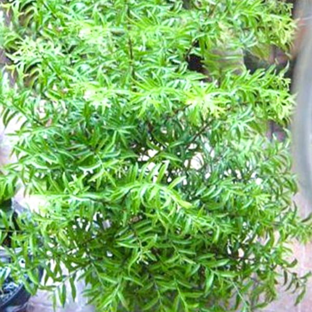 Райтия священная карликовая – Wrightia religiosa dwarf