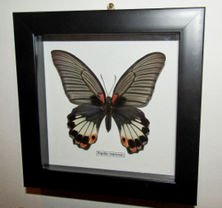 Украшение настенное Бабочка Papilio memnon самка в рамке