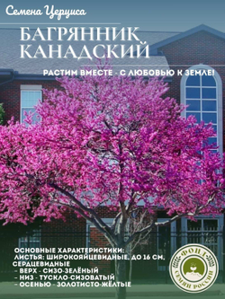 Багрянник, Церцис, Канадский, семена 20 шт.