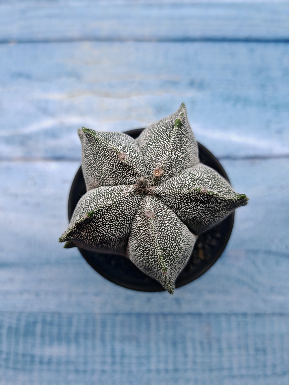 Astrophytum Myriostigma monstrosa (Астрофитум)