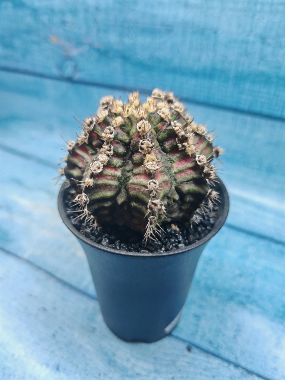 Gymnocalycium T-Rex Pink hybride (Гимнокалициум T-rex)