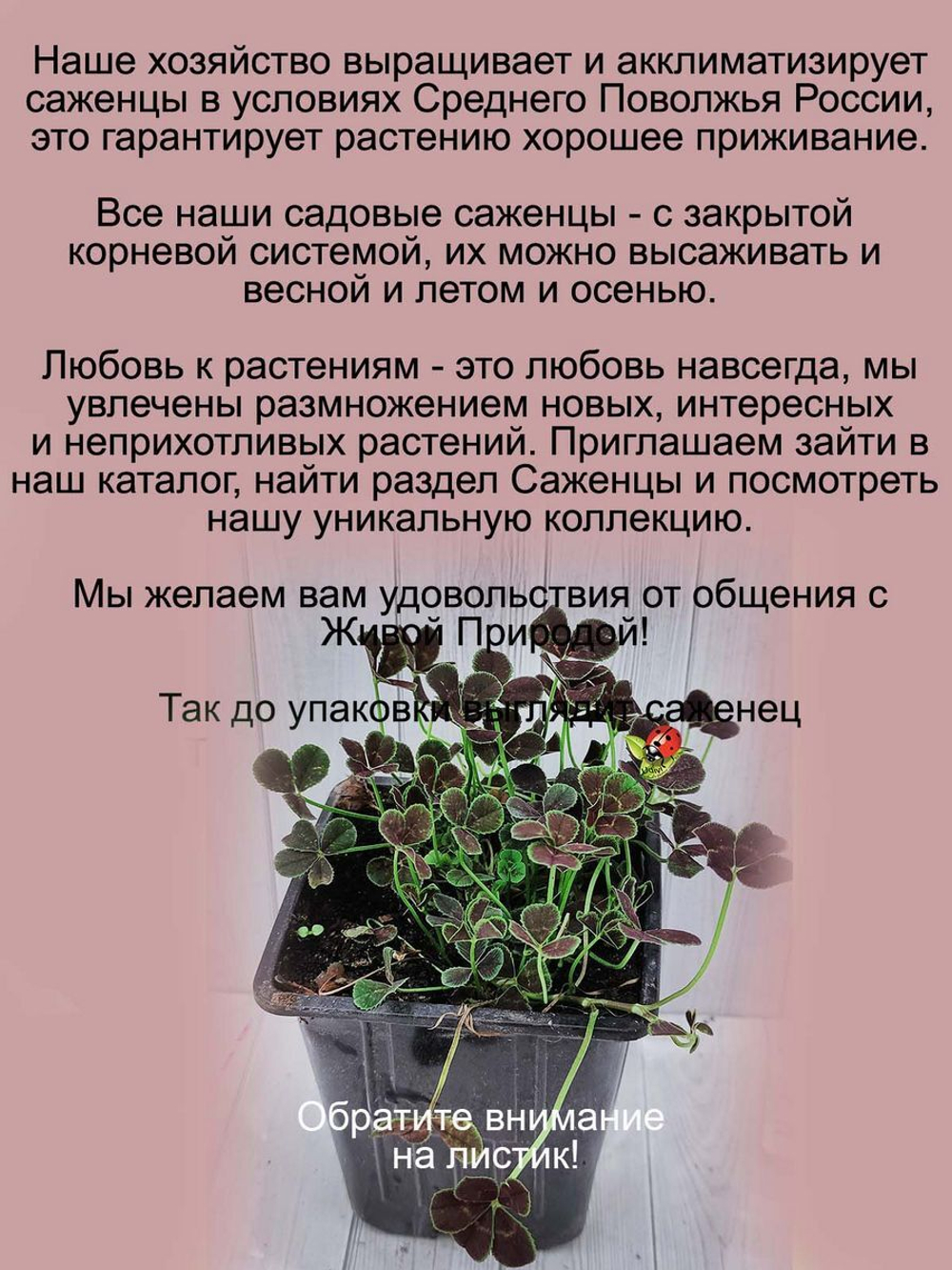 Клевер Пентафиллум самый счастливый многолетний