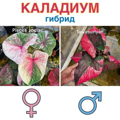 Каладиум гибрид Pisces zodiac x Tawasuriya семена 5 штук