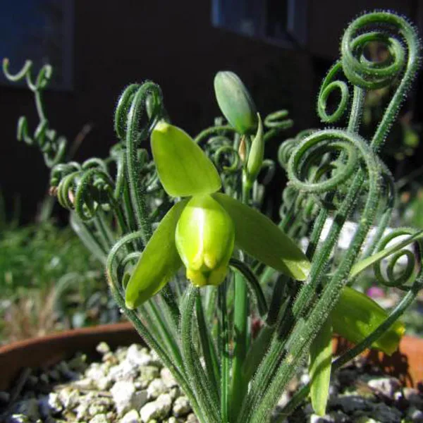 Альбука спиральная (Albuca Spiralis) луковица