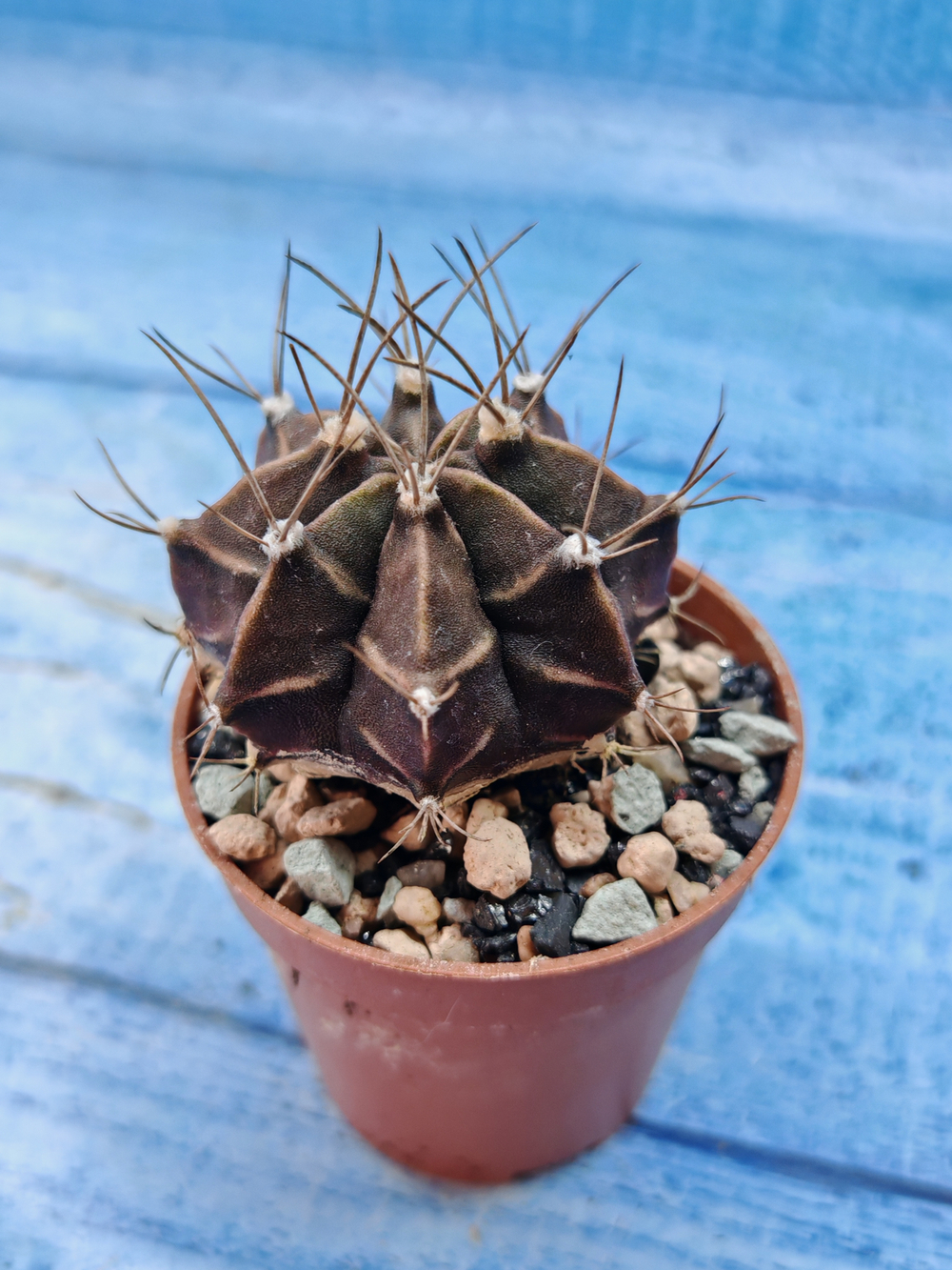 Gymnocalycium Friedrichii (Гимнокалициум)