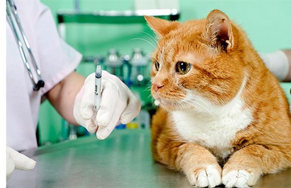 Нужно ли делать прививки домашней кошке? Нужно ли делать прививки домашней кошке?
