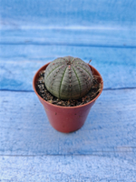 Euphorbia Obesa (Эуфорбия)