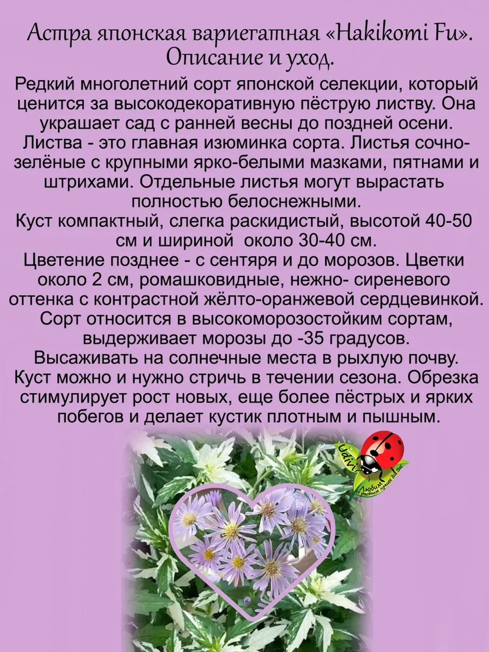Астра Хакикоми Фу вариегатная