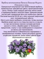 Вербена Ванесса Индиго полуампельная