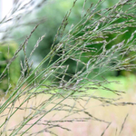 Молиния тростниковая "Windspiel". Molinia caerulea ssp. arundinacea "Windspiel"