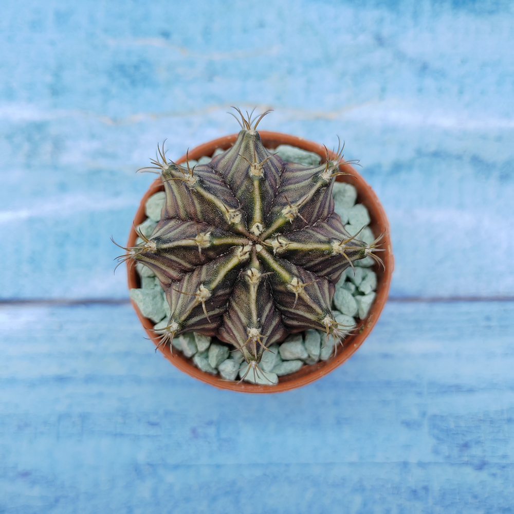 Gymnocalycium Friedrichii (Гимнокалициум)