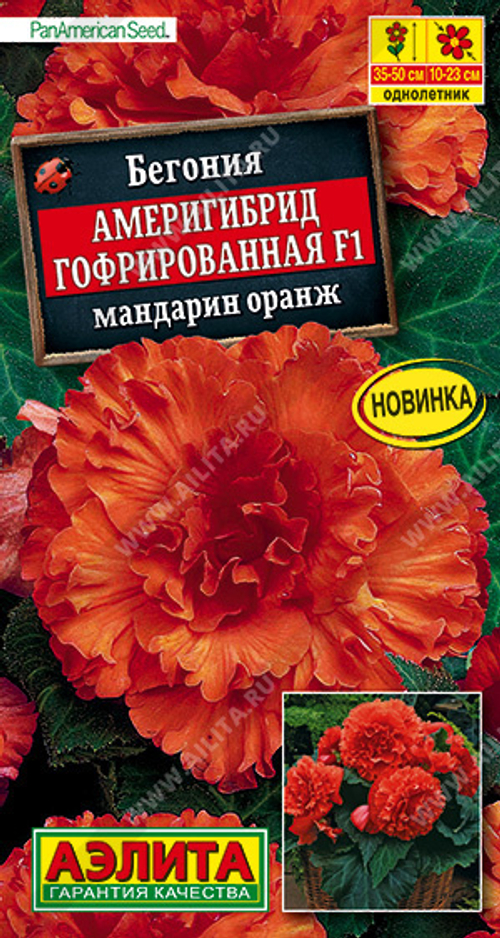 Бегония Америгибрид Гофрированная F1 мандарин оранж