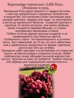 Гортензия Маленькая Рози карликовая Литл Рози метельчатая