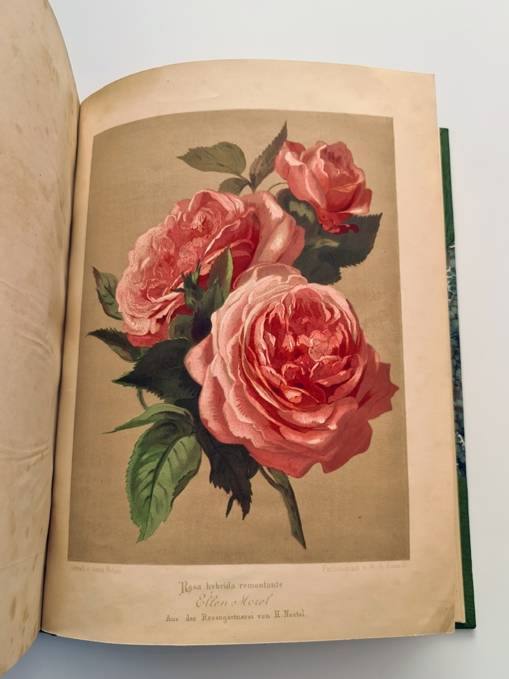 "Nestel`s Rosengarten. [  Сад роз Нестела]". E. Schweizerbartsche Verlagshandlung. 1869г.