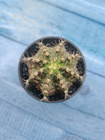 Gymnocalycium T-Rex Pink hybride (Гимнокалициум T-rex)