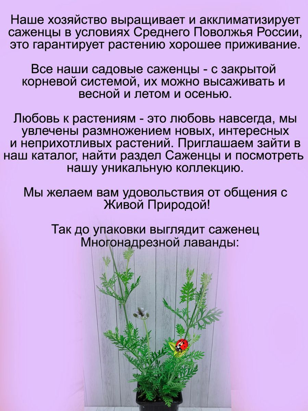 Лаванда Многонадрезная розовая с ароматом орегано