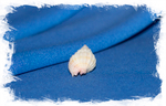 Antillophos usquamaris