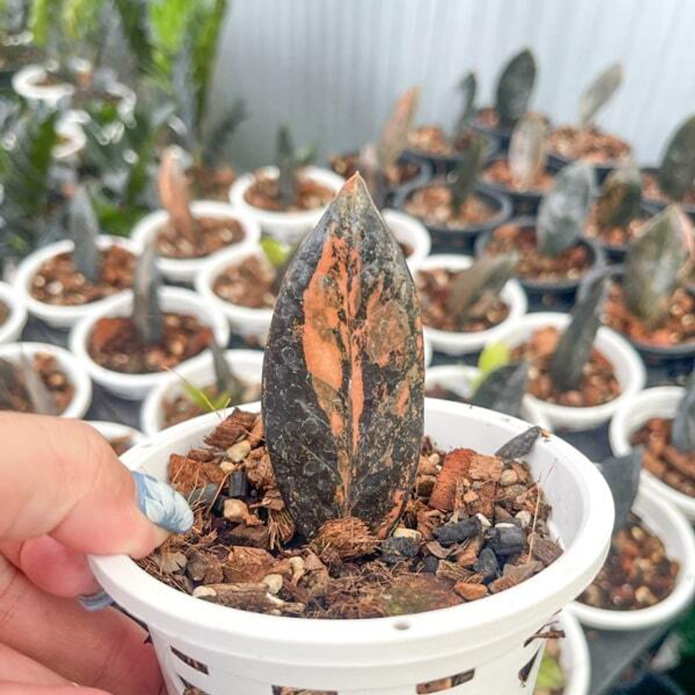 Замиокулькас BLACK VAR 1 leaf
