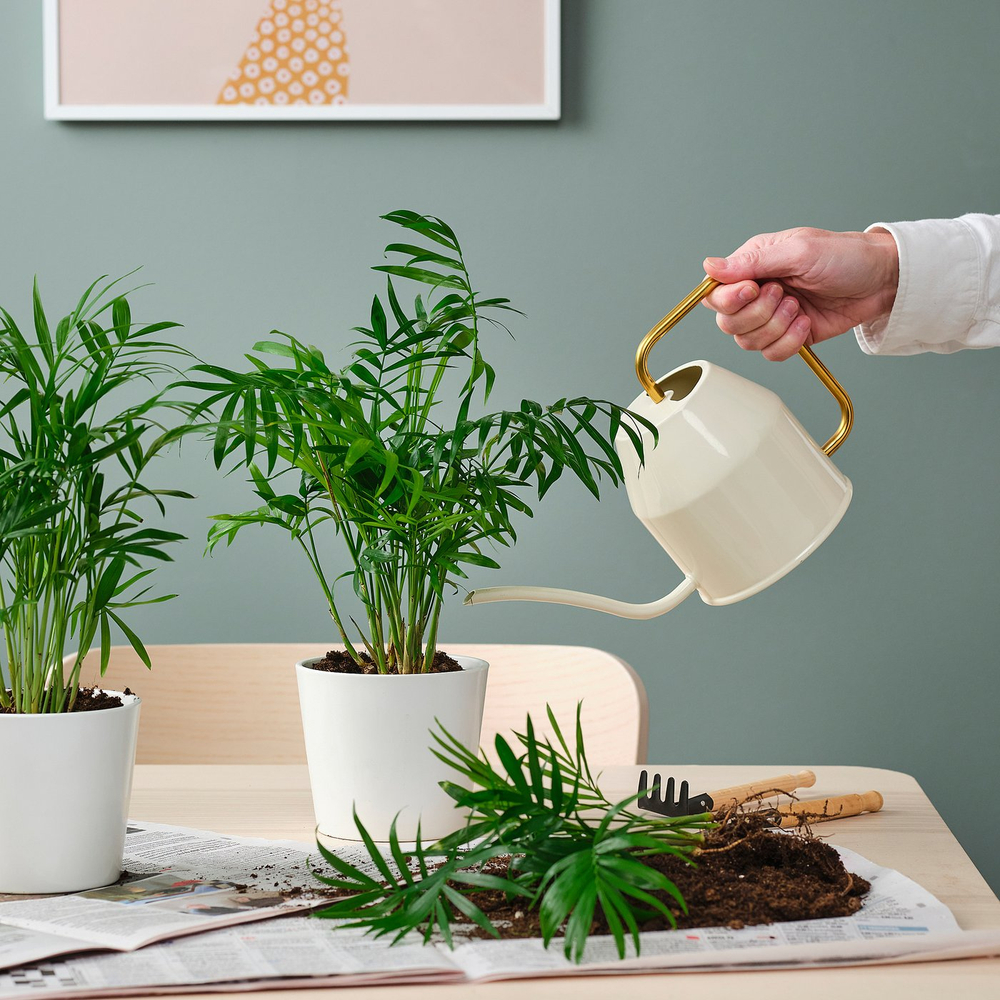 IKEA CHAMAEDOREA ELEGANS  (ИКЕА СХАМАЕДОРЕА ЕЛЕГАНС)  -  Комнатное растение - пальма Хамедорея 9 см