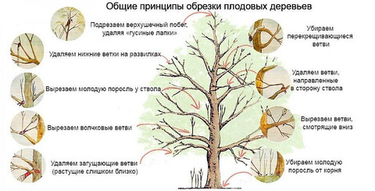 Осенняя обрезка плодовых деревьев в августе: что можно, а что нельзя