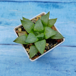 Haworthia Comptoniana Hybride hybrid (Хавортия)