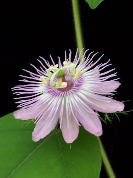 Пассифлора Passiflora Foetida Вонючая 10 шт