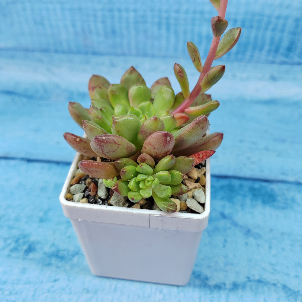 Graptoveria Bashful (Граптоверия)