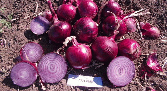 ЕХ 077 F1 семена лука репчатого (Seminis / Семинис) – фото 3