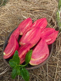 Сердце Марты (Martha's Heart)