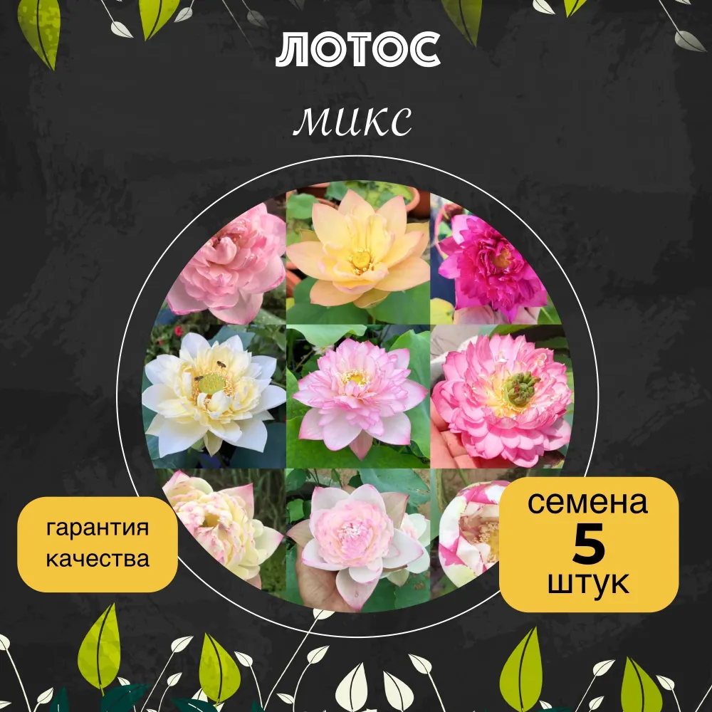 Лотос орехоносный "МИКС" семена 5 штук + подарок