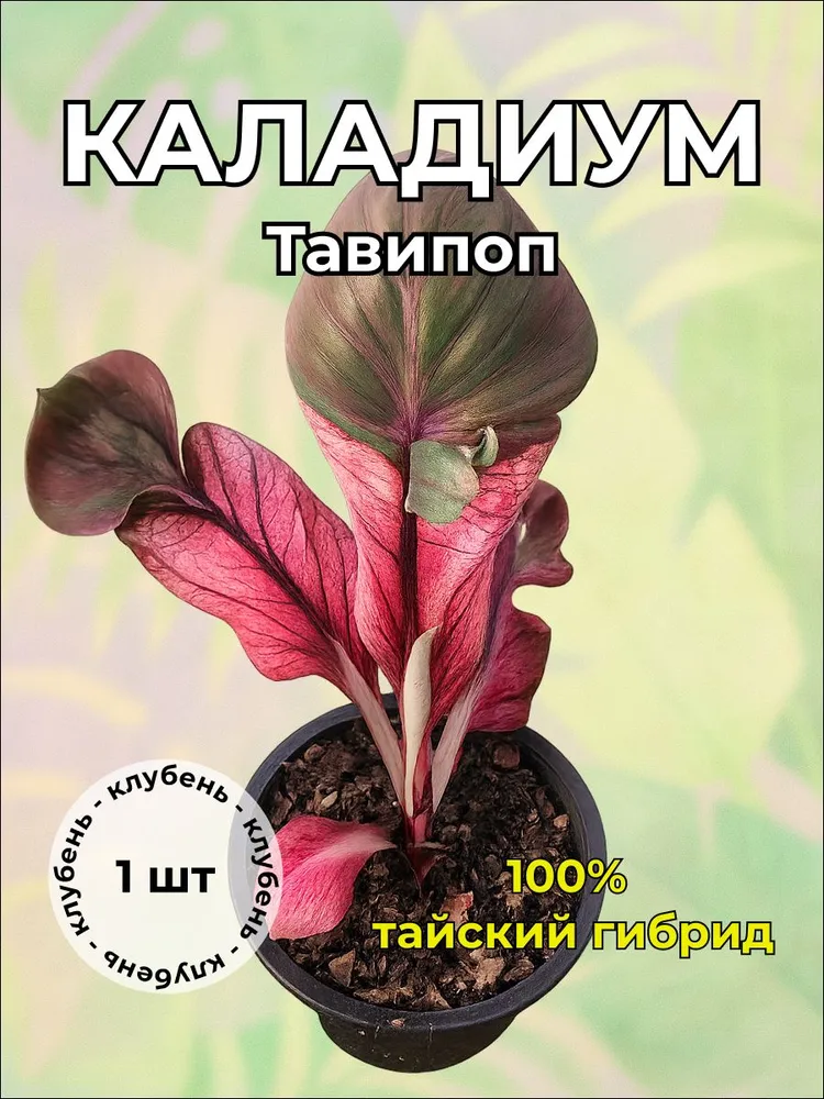 Каладиум "Тавипоп" клубень
