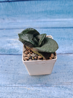 Gasteria Armstrongii (Гастерия)