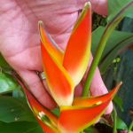 Геликония STRICTA CV OLIVEIRAS SHARONII (Н117)