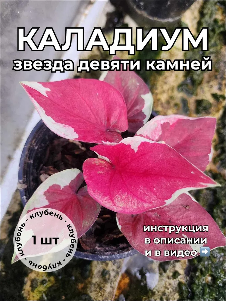 Каладиум Звезда девяти камней клубень