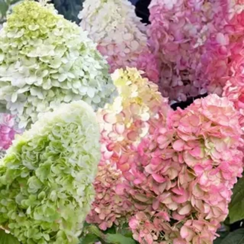 Геркулес (Hydrangea paniculata Hercules)