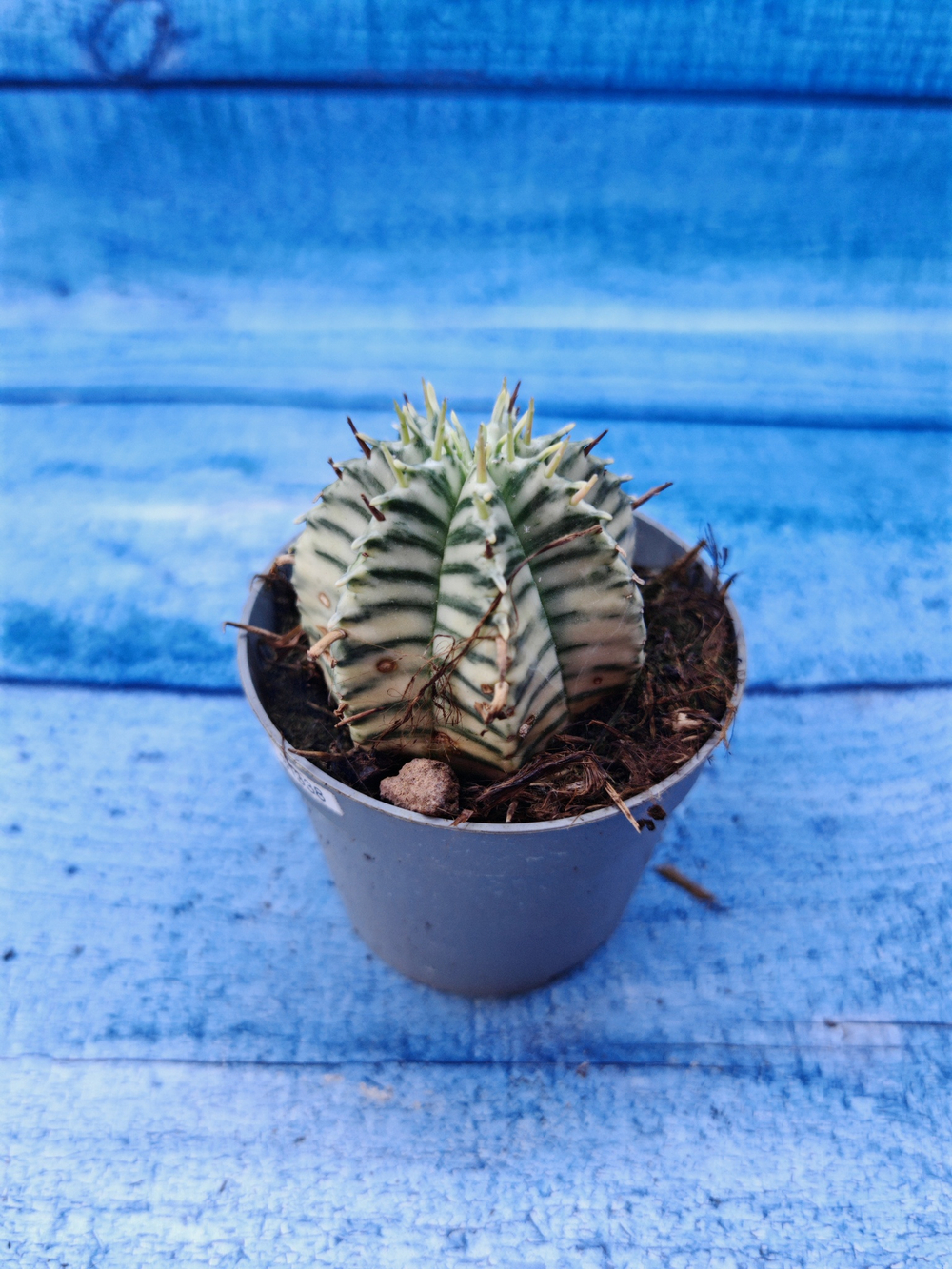 Euphorbia meloformis f. Variegated (Эуфорбия вариегатная)