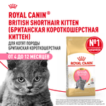 Royal Canin British Shorthair Kitten Киттен Британская короткошерстная Корм сухой сбалансированный для британских котят 400г